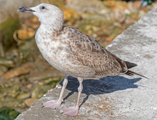 White and grey seagull