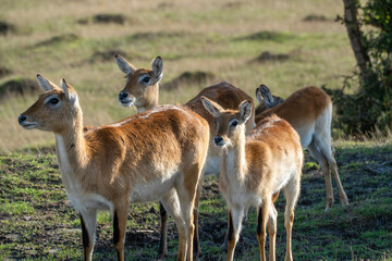 A deer herd in the wilderness