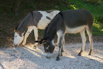 Donkeys in the Countryside
