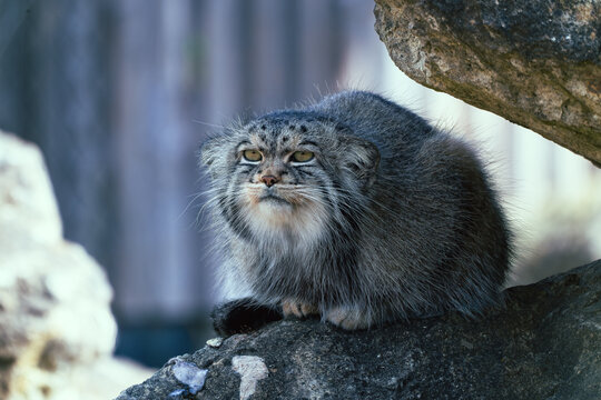 Close-up of a Pallas cat observing surroundings	
