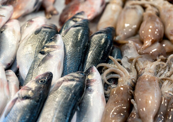 fresh fish at the fish market