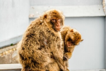 Close-up view of the Barbary macaque monkey with her baby - Powered by Adobe
