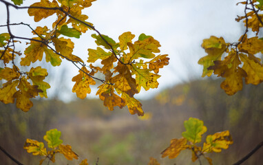 closeup red oak tree branch on forest glade