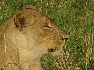 lions