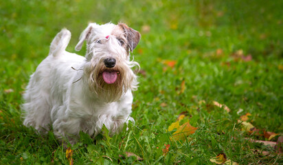 sealyham terrier on the grass