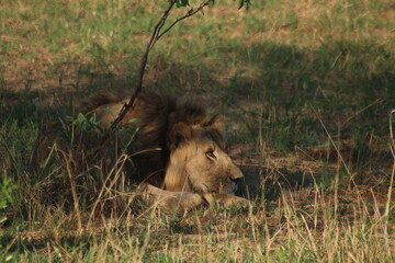 Lions
