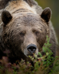 Big male brown bear portrait in forest