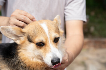 Close up man veterinary applying tick and flea prevention treatment and medicine to his dog or pet