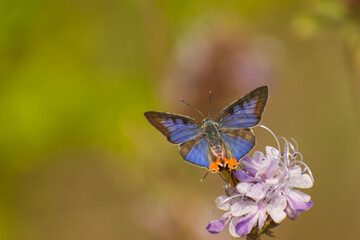 Butterfly closeup on a wild flower in summer floral background. Natural green background with copy space. Cigaritis lohita, the long-banded silverline