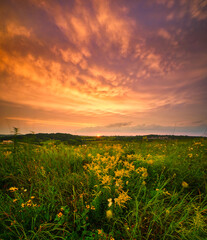 Fototapeta premium Sunset over prairie grass in Madison, WI