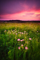 Naklejka premium Long exposure of Sunset over prairie grass in Madison, WI.