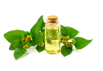 Bottle of Acmella Oleracea, Paracress or Toothache plant extract isolated on white background.