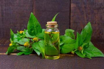 Bottle of Acmella Oleracea, Paracress or Toothache plant extract on rustic wooden table.