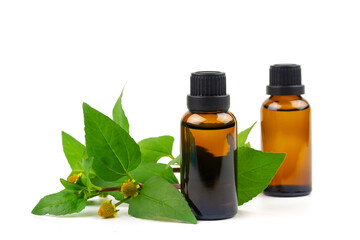 Bottle of Acmella Oleracea, Paracress or Toothache plant extract isolated on white background.