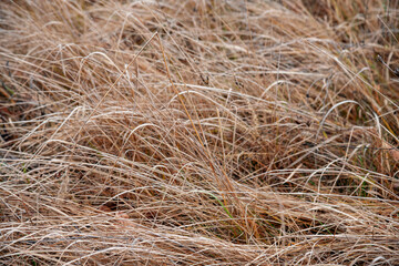 Landscape of late autumn
