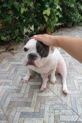hand up dog , tame French bulldog or sitting french bulldog
