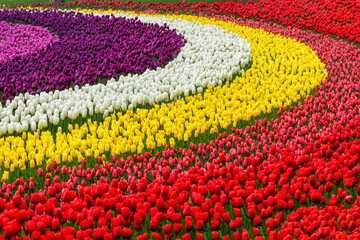 colorful tulip flowers, rainbow tulip garden