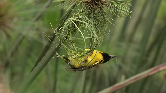 Master Weaver: A Yellow Weaver Bird Skillfully Weaves Grass Blades to Build Its Nest on a Papyrus Stalk.