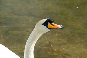 Swan Closeup Portrait