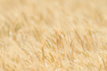 Wheat fields of Cap Bon, north east Tunisia