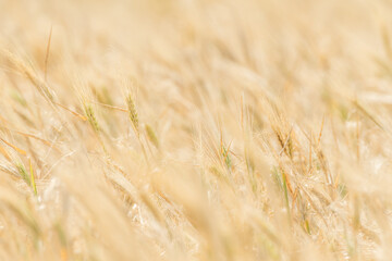 Wheat fields of Cap Bon, north east Tunisia