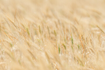 Wheat fields of Cap Bon, north east Tunisia