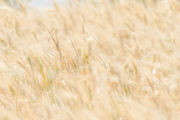 Wheat fields of Cap Bon, north east Tunisia