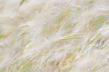 Wheat fields of Cap Bon, north east Tunisia