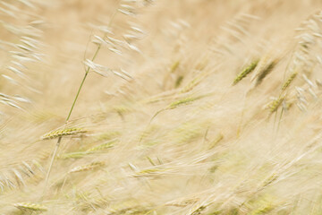 Wheat fields of Cap Bon, north east Tunisia