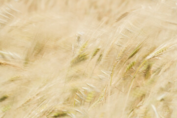 Wheat fields of Cap Bon, north east Tunisia
