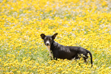 dog in Flower fields of Cap Bon, north east Tunisia