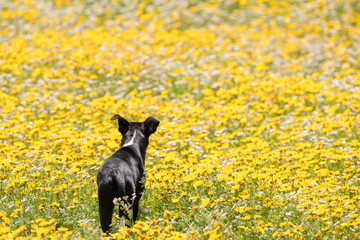 Dog in Flower fields of Cap Bon, north east Tunisia