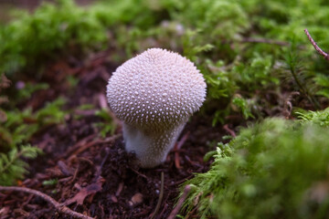 Common puffball in the forest close-up, Lycoperdon perlatum white mushroom with spikes.