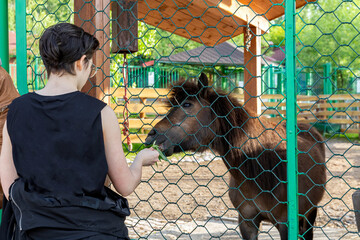 A girl feeds grass to a wild horse in a zoo enclosure