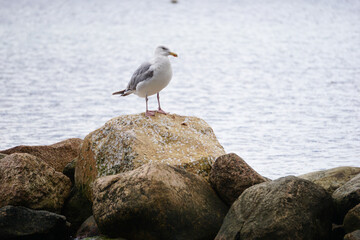 Möwe steht auf einem Felsen und blickt auf das Meer, Vogel, Tierfoto