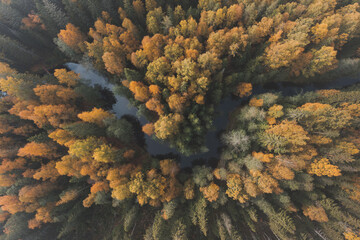 A river in a stunning autumn forest. Top view. Natural beauty