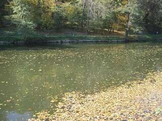 autumn leaves on the water