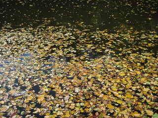 autumn leaves background. yellow autumn leaves on the water surface