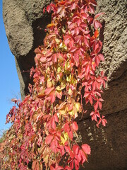 Macro view of red and yellow leaves on the stone rocks on a sunny day