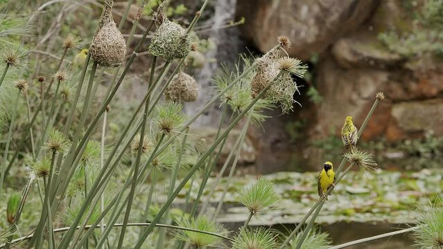 A wetland pond with weaver nests attached to papyrus reeds. Two weaver birds are perched on one reed. In the background is a waterfall.