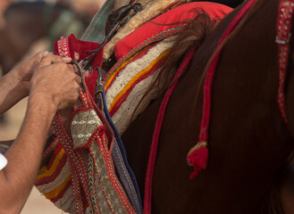 Moroccan Fantasia horses With traditional Moroccan harness