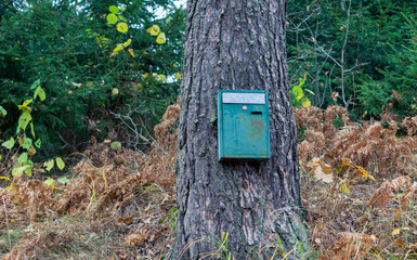 Green mailbox by the pine tree