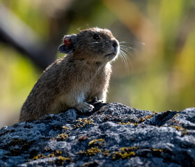 American Pika posed on a rock in a talus field