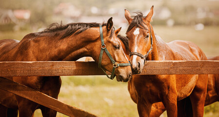 Photo of tenderness among beautiful bay horses. Equestrian life on the farm. Agriculture and horse...