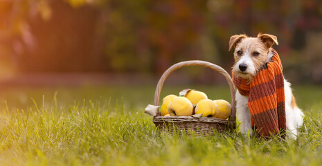 Cute happy healthy pet dog wearing scarf and sitting with thanksgiving, autumn, fall quince apple fruits. Web banner.