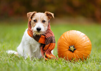 Cute happy funny pet dog wearing a scarf and sitting with a thanksgiving pumpkin in autumn