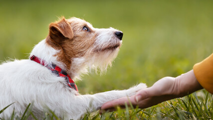 Cute pet dog looking to her owner trainer and giving paw, shaking hand. Friendship and love of human and animal. Trust, connection and care banner.