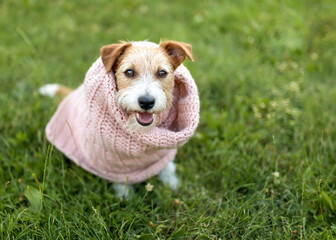 Cute funny dog wearing a warm scarf. Cold autumn, fall, winter, flu or pet clothing background.