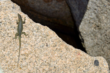 Tyrrhenische Gebirgseidechse // Bedriaga’s Rock Lizard (Archaeolacerta bedriagae) - Korsika, Frankreich