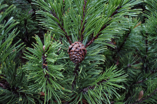pine cones on the tree closeup photo